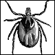 A tick