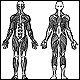 Anatomical images of the muscles in a human body