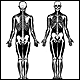 Anatomical images of the skeleton in a human body