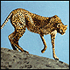 Gepard